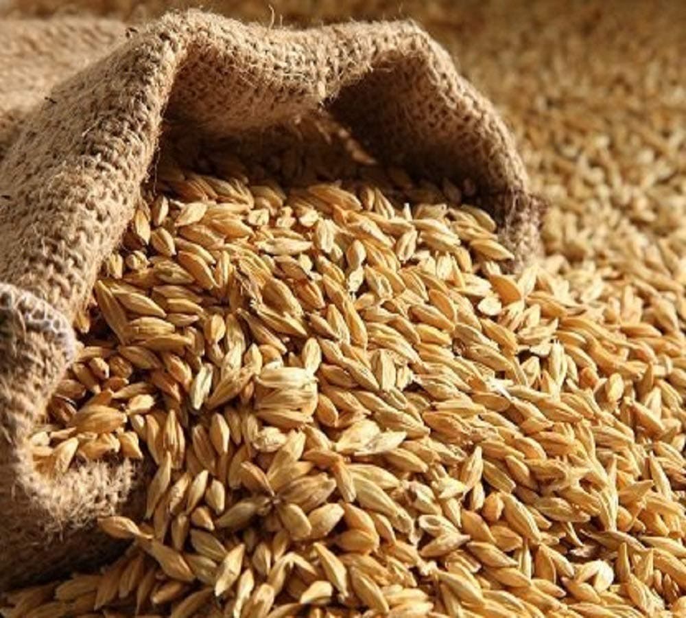 Shirish Masala Natural Raw Barley - 400 Gram | Barley Grain/Jau Sabut Natural and Rich Fiber Jau Seeds — image 2