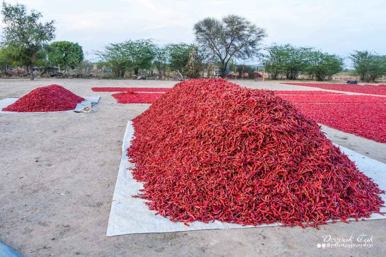 Shirish Masala Dry Red Chilli (Stemless) (sortex Clean)-250 Grams/Red Chilli Whole/Sabut Laal Mirch — image 5