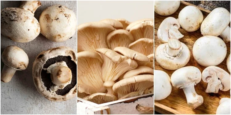 Mushroom is Veg or non-veg